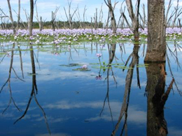 Water lillies flowering on Lake Nuga Nuga. 