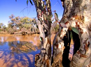 River red gums along the Paroo River.
