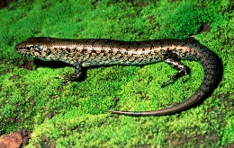 Photo of the near threatened rainbow skinks which are found in mabi forest.