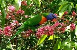 Photo of a rainbow lorikeet.
