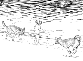 Dingoes move quickly! Always stay very close to your children. 