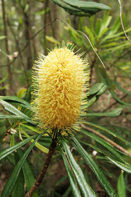 In Parklands Conservation Park, banksias are common in the open forest understory. 