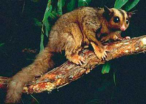 Image of the endangered mahogany glider.