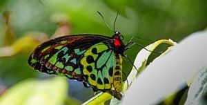 Richmond birdwing butterfly 
