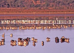 Huge numbers of waterbirds can be seen on the lakes.