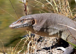 A water monitor lizard resting on rock near Nowranie Waterhole. The lizard's textured skin and sharp eye are clearly visible.