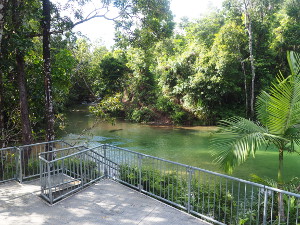 A platform and steps provides access to the rainforest stream at Alligators Nest. 