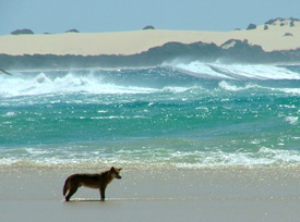 Relocating K'gari dingoes from their home territories is not an option. Their best protection is for humans not to interfere with their natural behaviour, so they do not become habituated and dangerous in the first place.
