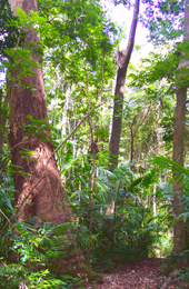 Piccabeen palms and an abundance of vines, ferns and elkhorns thrive in the dappled light beneath the forest canopy. 