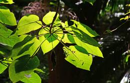 Be aware of the large leaves of the giant stinging tree. 