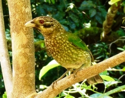 Spotted catbird