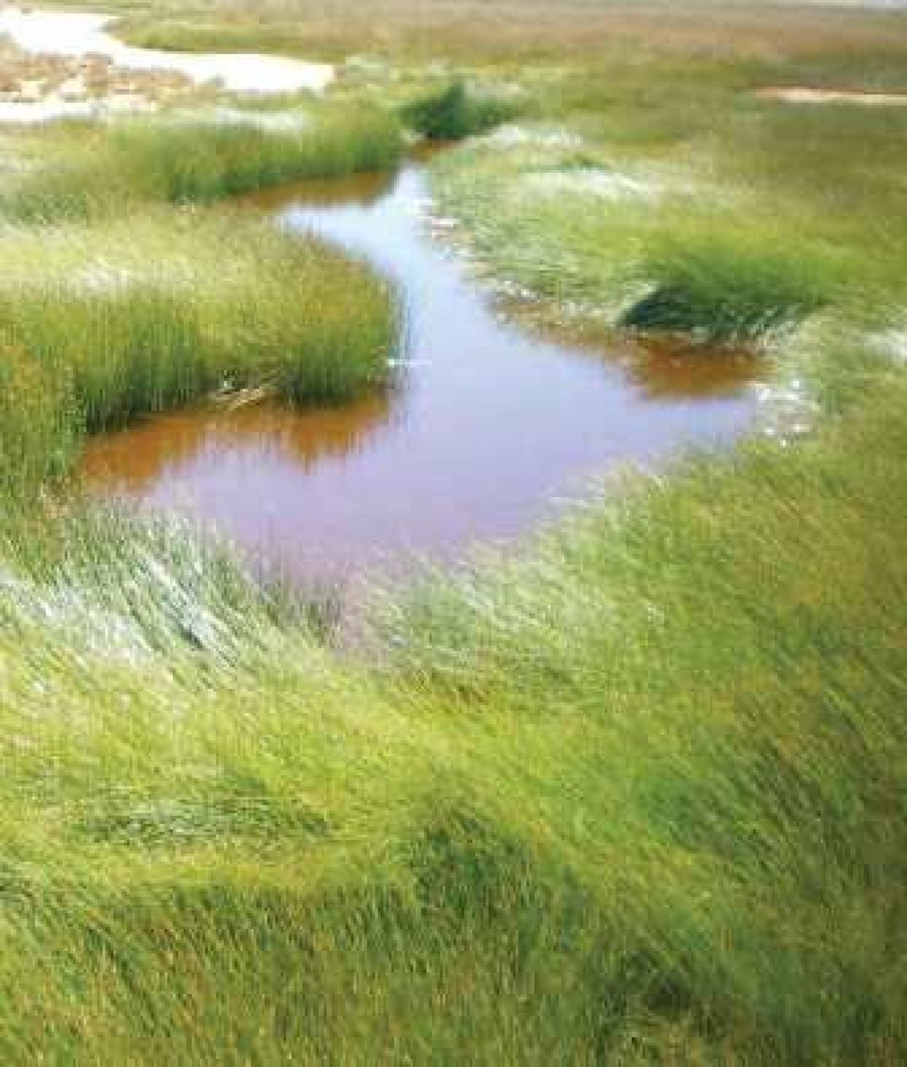Visiting safely | Elizabeth Springs Conservation Park | Parks and ...