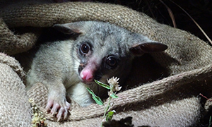 The park comes alive with nocturnal animals, for those willing to explore at night. 