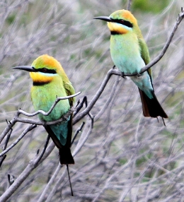 Rainbow bee-eaters are often seen in Mooloolah River section. 