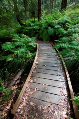 Image of Booloumba Falls walking track.