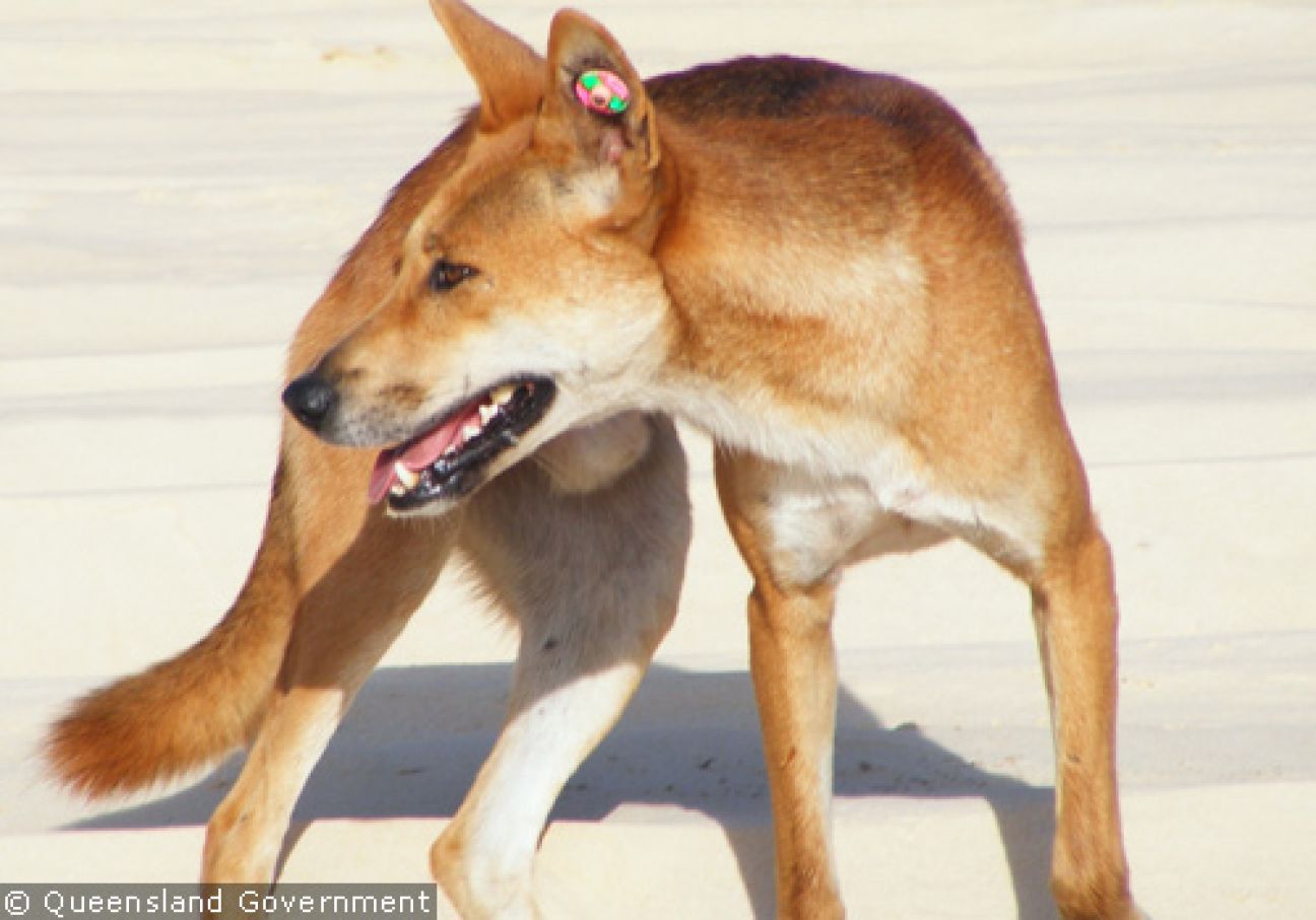 Fraser Island Dingoes