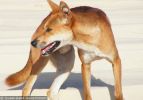 Fraser Island Dingoes