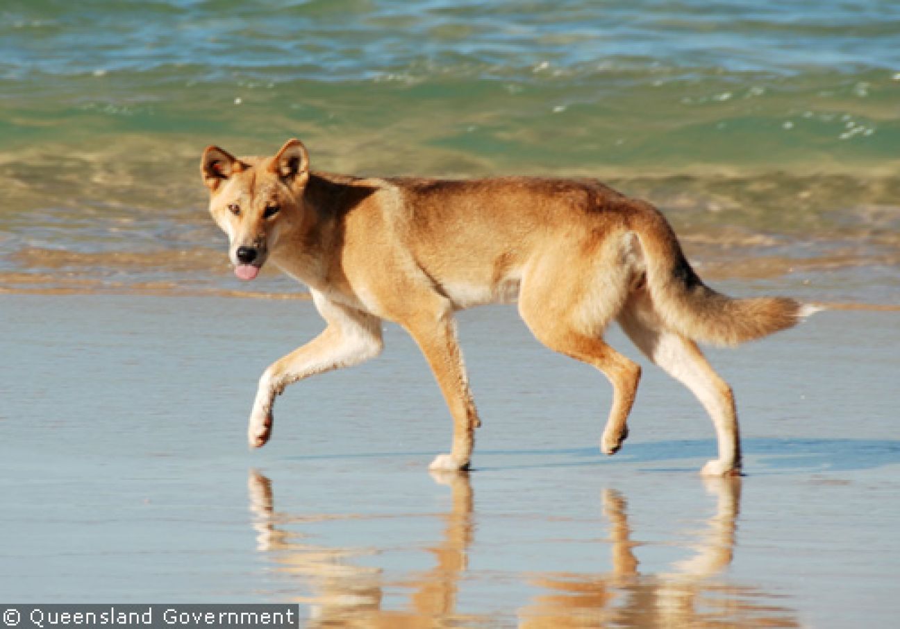 Fraser Island Dingoes