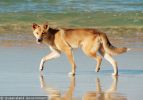 Fraser Island Dingoes