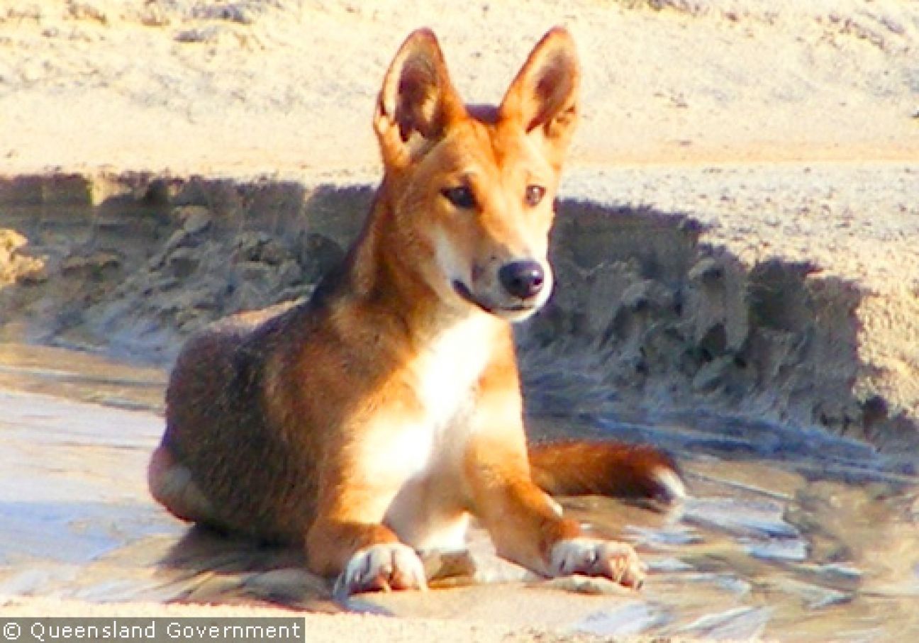 Fraser Island Dingoes