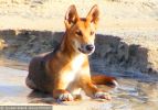 Fraser Island Dingoes
