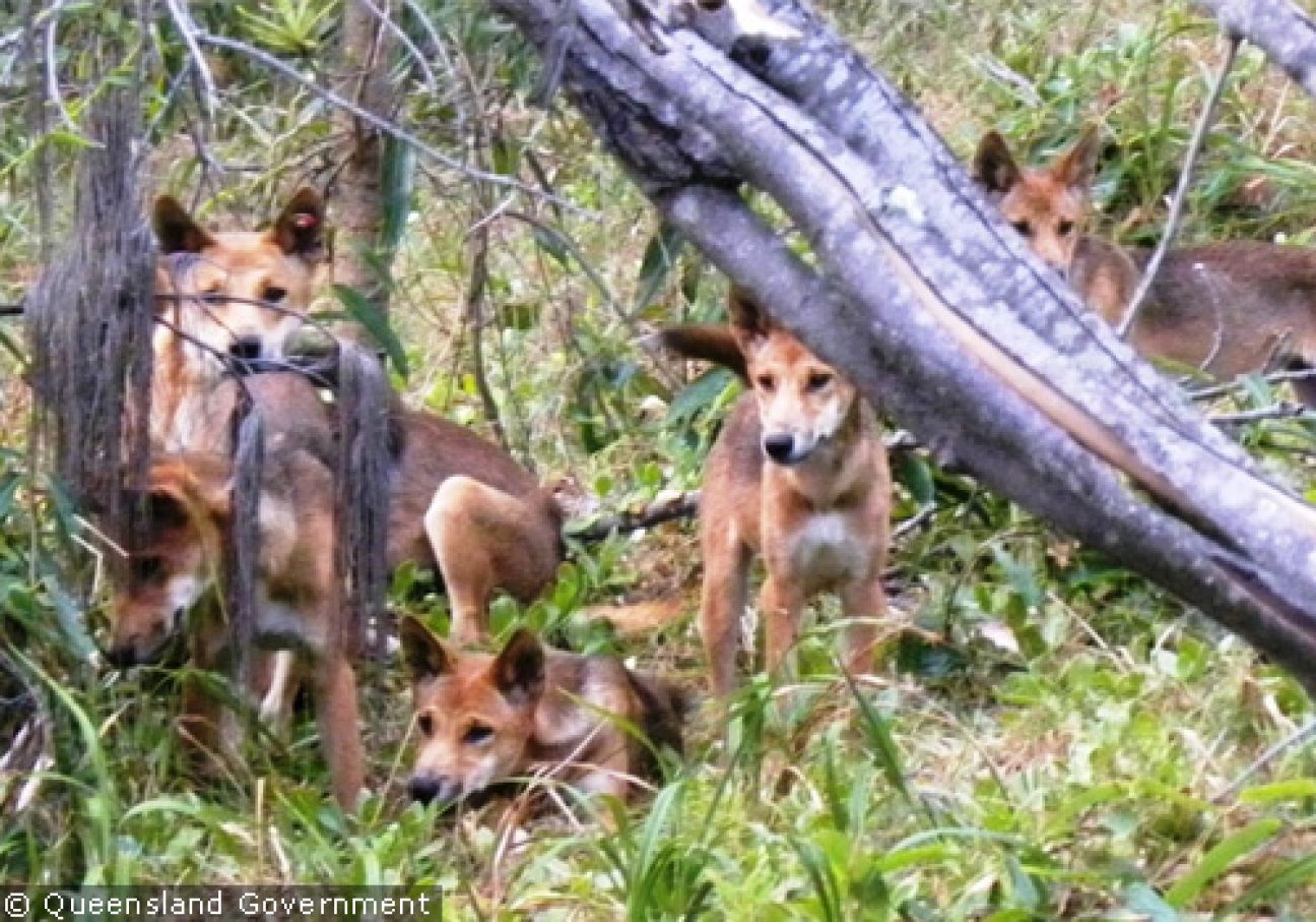 Fraser Island Dingoes