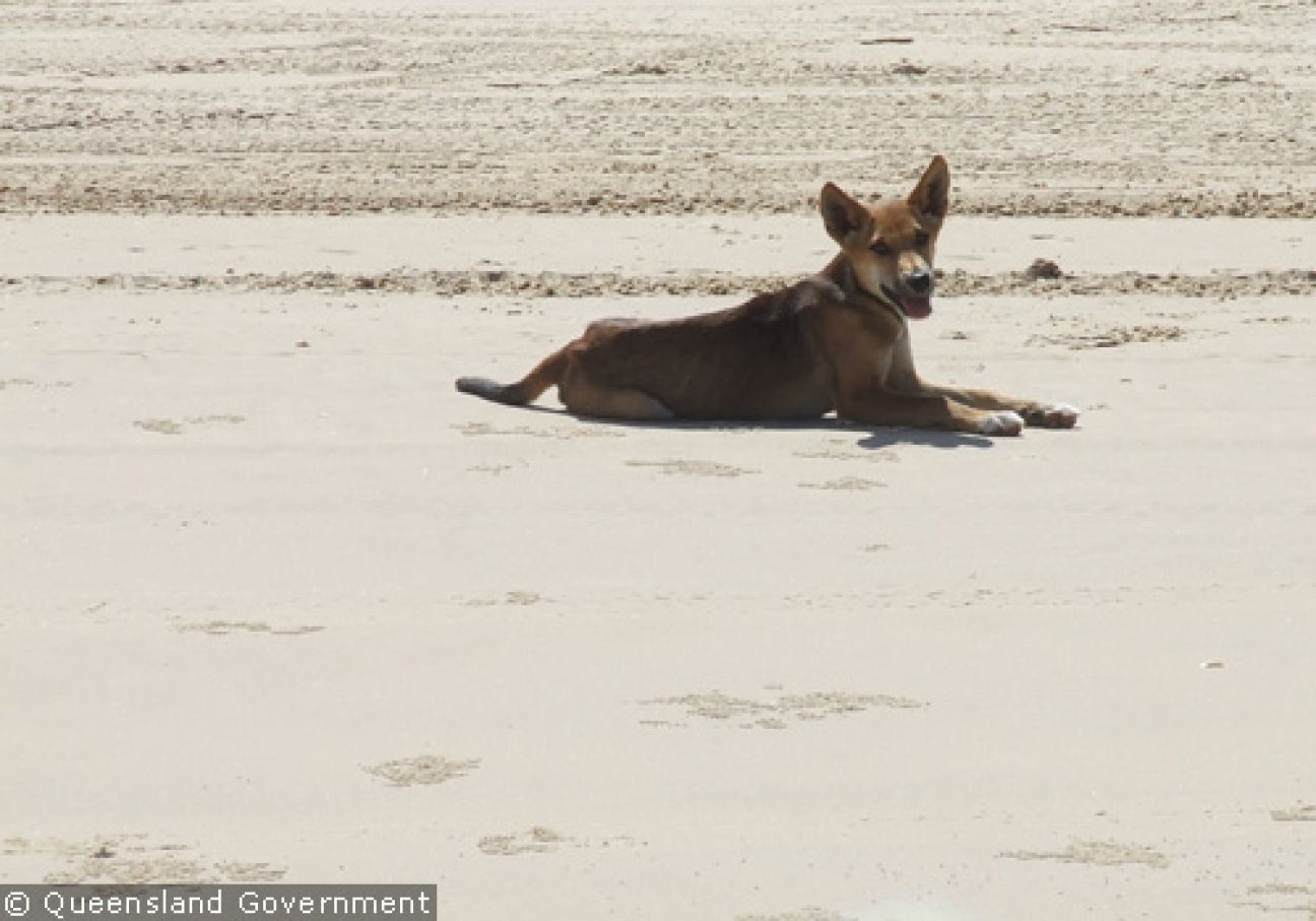 Fraser Island Dingoes