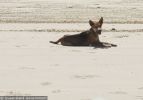 Fraser Island Dingoes