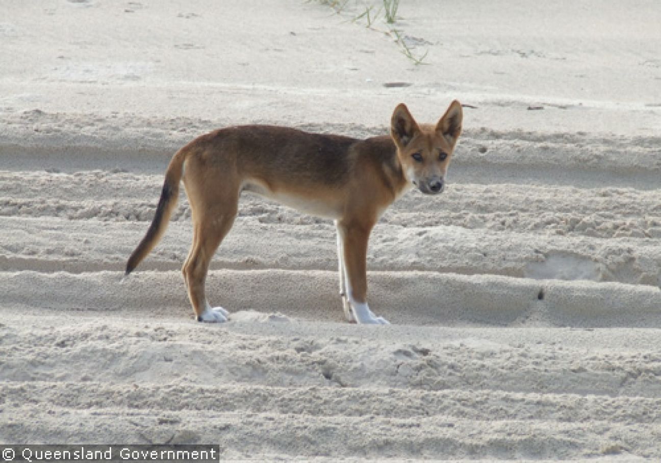 Fraser Island Dingoes