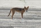Fraser Island Dingoes
