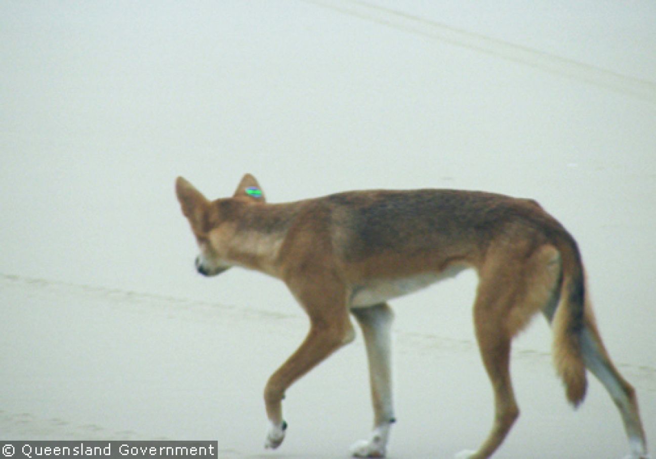 Fraser Island Dingoes