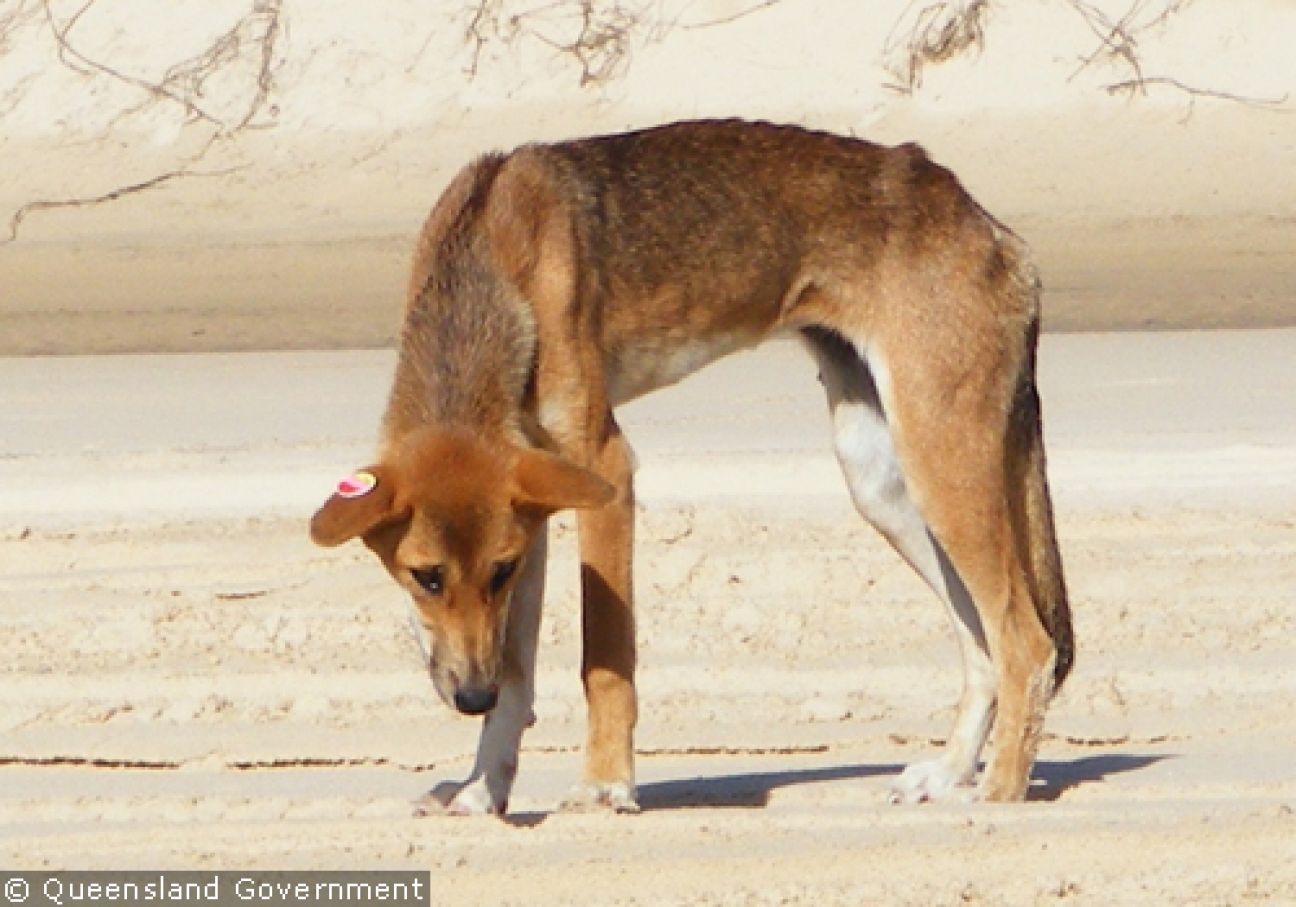 Fraser Island Dingoes