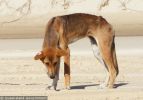 Fraser Island Dingoes