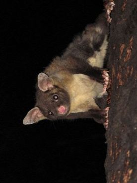 Yellow-bellied glider