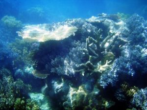 Underwater image of some coral reefs around Michaelmas and Upolu cays.