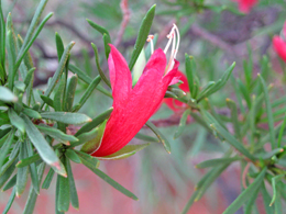 Crimson turkey bush Eremophila latrobei.