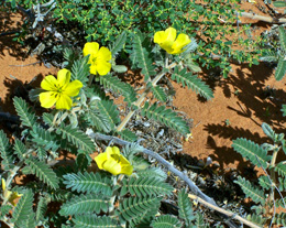 Sandhill puncture vine provides splashes of bright yellow colour in the dunes.