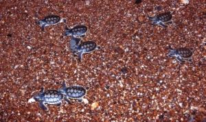Turtle hatchlings racing to the sea.
