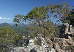 Image of montane heath growing around the Ngungun summit.