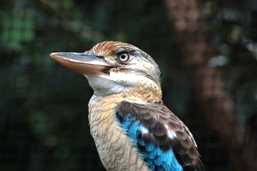 Blue-winged kookaburra. 