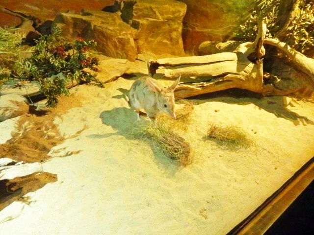 An inquisitive bilby in the David Fleay nocturnal house.