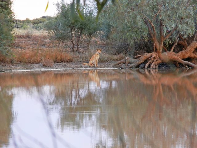 Dingo relaxing by the river.