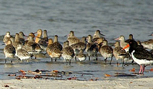 Bar-tailed Godwit, Great Knot, Curlew Sandpiper and Pied Oystercatcher. 