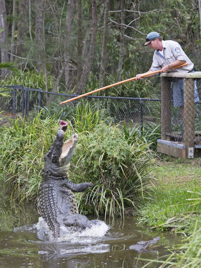 Watch our rangers feed an estuarine crocodile.