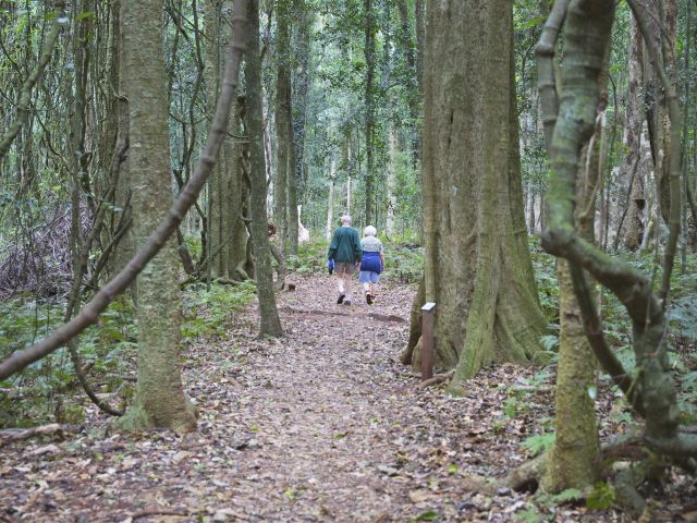 Explore over 35km of walking tracks in Bunya Mountains National Park.