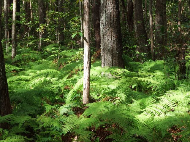 Soft ferny greens provide reason to pause along the Alexandria Bay Walk.