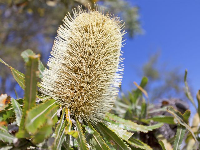 Banksia flowers attract insects and birdlife to the day-use area.