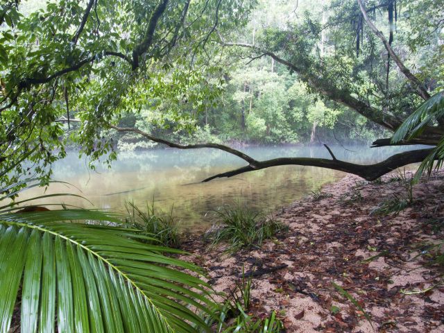 Enjoy beautiful scenery on the Rainforest walk.