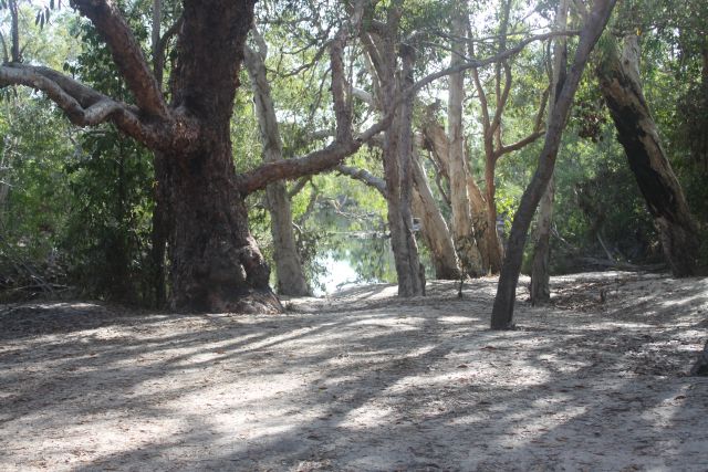The camping area is on a flat above Five Mile Creek.