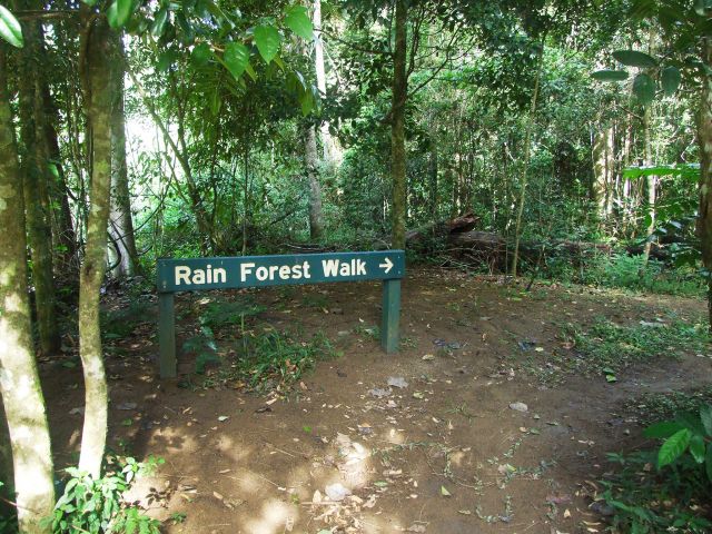 The Rainforest walk starts at the southern end of Cedar Grove camping area.